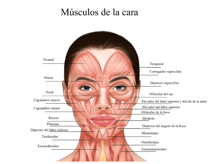 Anatomía facial | Músculos de la cara y el cuello | Estética