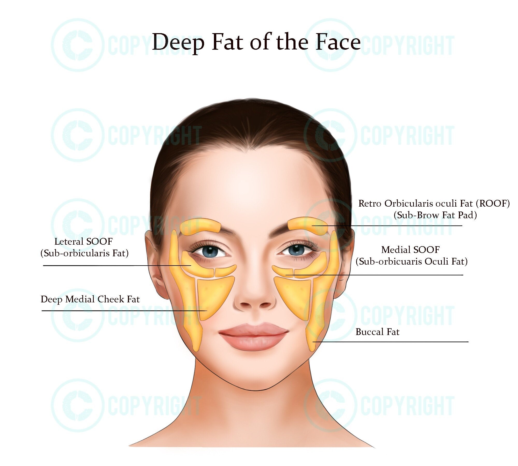 Facial Deep Fat Pads Face Anatomy Poster Digital Download | Nita McEvoy